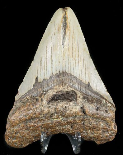 Bargain Megalodon Tooth - North Carolina #47812